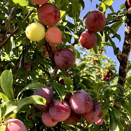 Casa Martins Country 8 - Courtyard And Pool Freiria