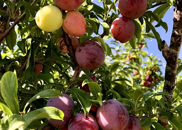 Casa Martins Country 8 - Courtyard And Pool Freiria