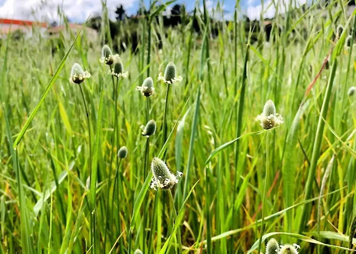 Lejlighed Casa Martins Country 8 - Courtyard And Pool